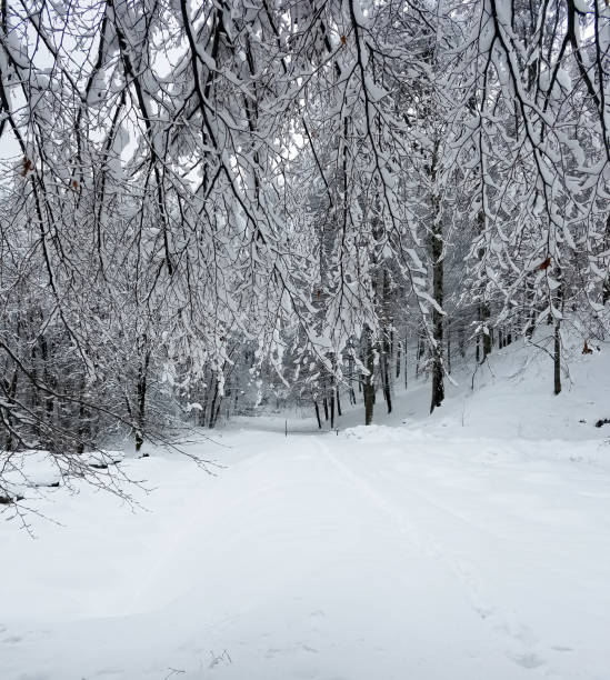 istock Winter landscape with frozen trees 1169184290