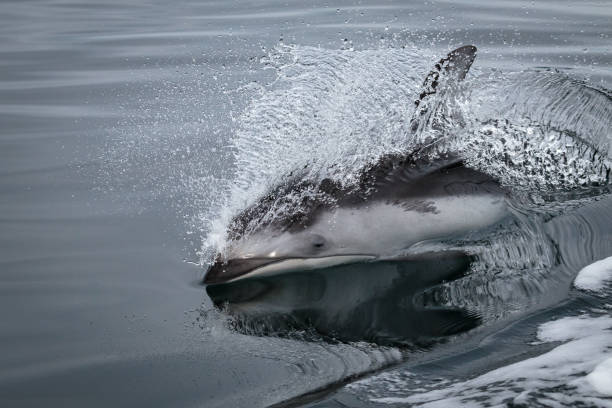 istock Pacific white sided dolphin, Lagenorhynchus obliquidens 1169184360