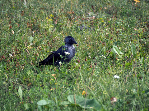 jackdaw bird with the Latin name Coleus monedula sits on the ground among the grass, selective focus