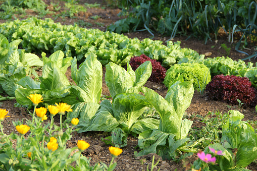 Various lettuce plants in the garden