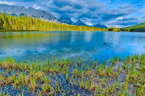 istock Kananaskis Provincial Park in Alberta Canada 1169185439