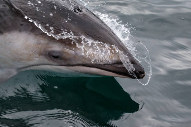 istock Pacific white sided dolphin, Lagenorhynchus obliquidens 1169185874