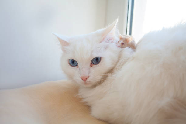 istock beautiful white cat with mouse on his head 1169188539