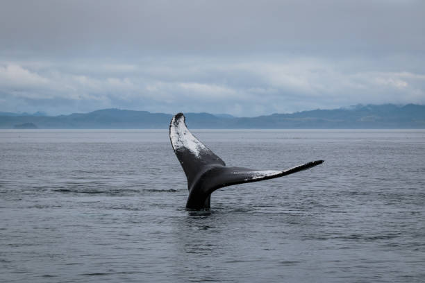 istock Humpback Whale, Johnstone Strait, British Columbia, Canada 1169190971