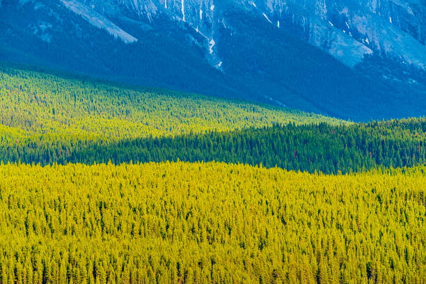 Kananaskis Provincial Park in the Canadian Rockies