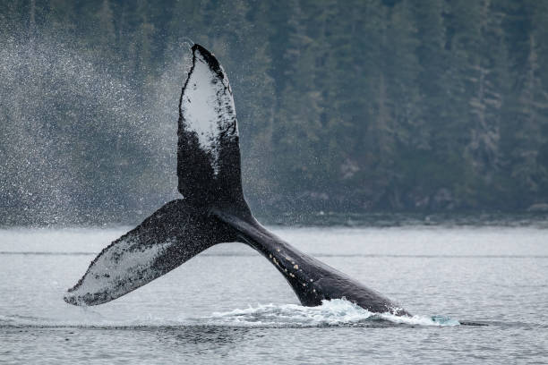 istock Humpback Whale, Johnstone Strait, British Columbia, Canada 1169191950