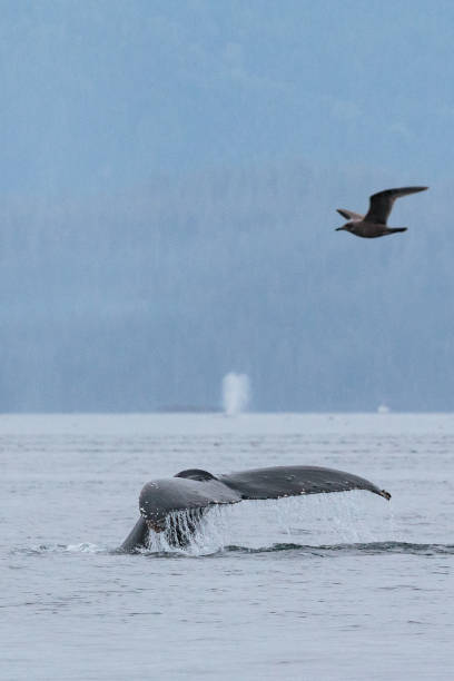 istock Humpback Whale, Johnstone Strait, British Columbia, Canada 1169192077
