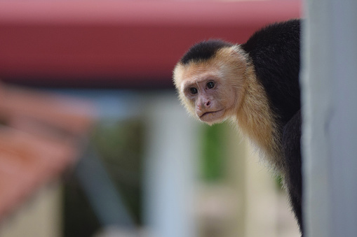 White Faced Capuchin Monkey

Please view my portfolio for other wildlife photos.