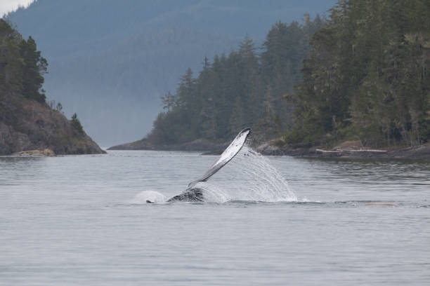 istock Humpback Whale, Johnstone Strait, British Columbia, Canada 1169192709