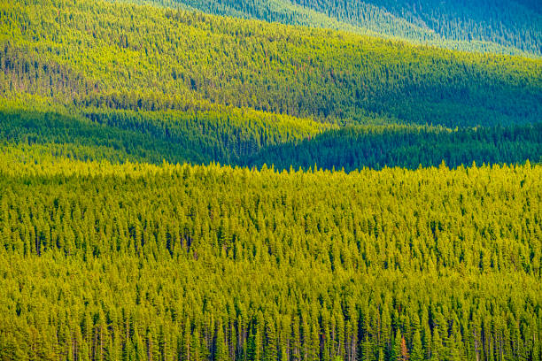 Kananaskis Provincial Park in the Canadian Rockies