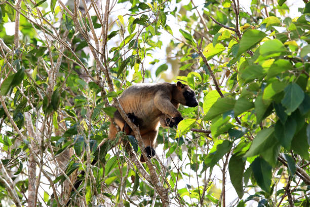 istock A Lumholtz's tree-kangaroo (Dendrolagus lumholtzi) rests high in a tree in a dry forest  Queensland, 1169192883