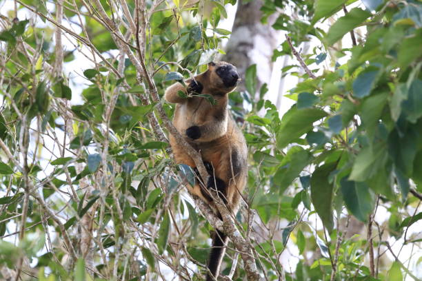 istock A Lumholtz's tree-kangaroo (Dendrolagus lumholtzi) rests high in a tree in a dry forest  Queensland, 1169192884