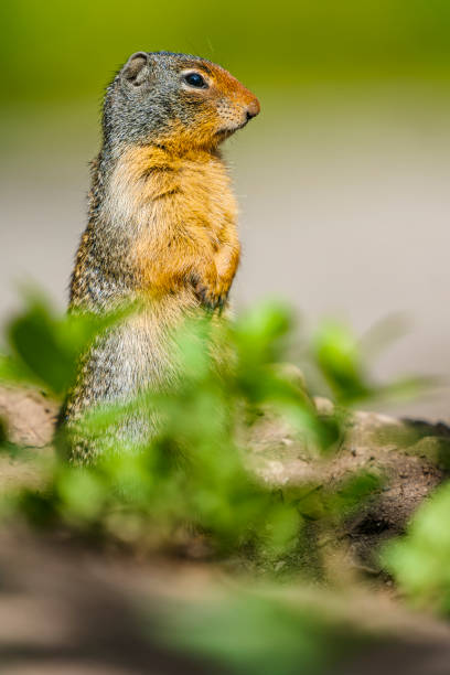 istock Kananaskis Provincial Park in Alberta Canada 1169192919