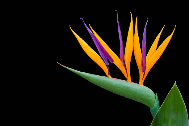 strelitzia reginae - pájaro del paraíso - autumn leaf single flower flower fotografías e imágenes de stock