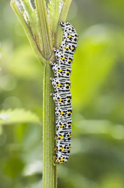 Cucullia caterpillar species of striking black yellow and white colors that feeds on toxic plants such as Verbascum or Scrophularia deep green background natural light