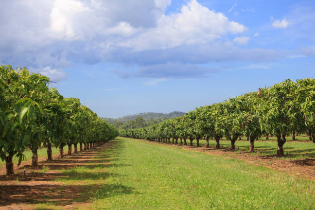 istock Alley of mango trees 1169194541