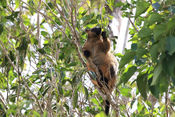 istock A Lumholtz's tree-kangaroo (Dendrolagus lumholtzi) rests high in a tree in a dry forest  Queensland, 1169194641