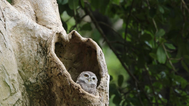 istock One owl came out of the tree, looking in doubt 1169195550