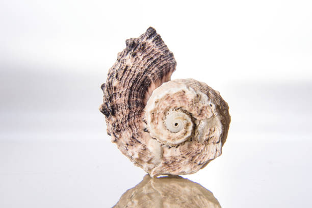 istock Clam sea shell close-up 1169195948
