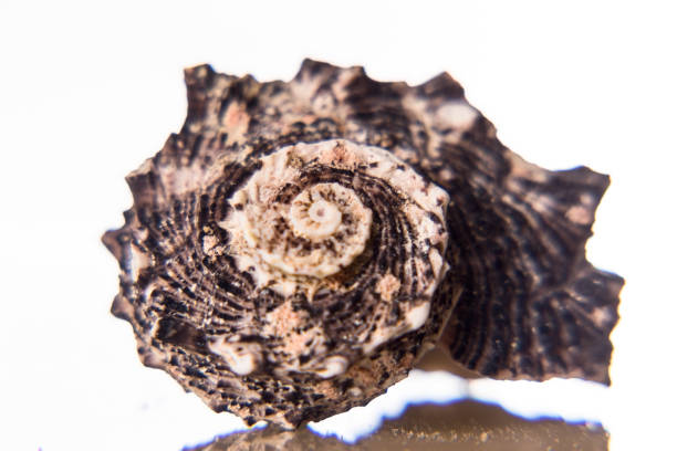 Clam sea shell close-up on a white background. The concept of the study of biology and marine animals.