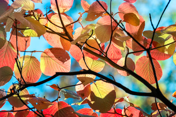 istock Autumn leaves 1169196350