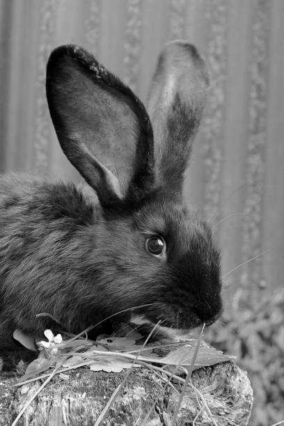 istock Rabbit on the street 1169197162