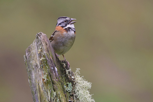 Rufous-Collared Sparrow Bird 

Please visit my portfolio for more wildlife images.