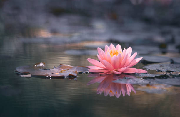 istock Lotus Flower or Water Lily 1169198324