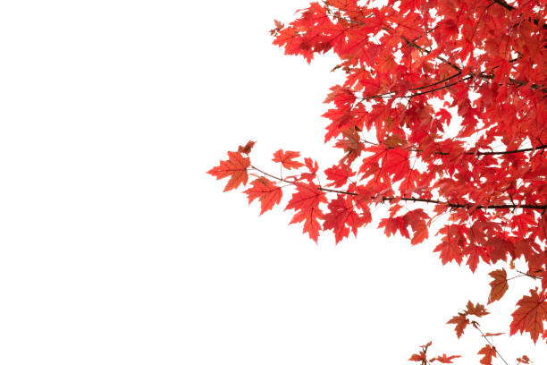 detail des japanischen ahorns herbstlicherote laub - nature environmental conservation red japanese maple stock-fotos und bilder