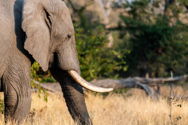 istock Elephants in moremi Game Reserve in Botswana in the okavango Delta 1169198657