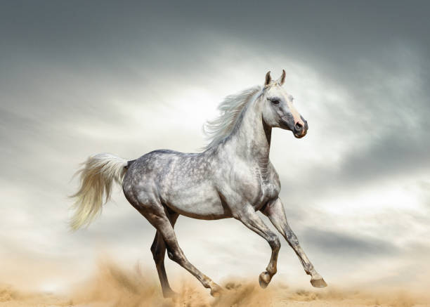 istock Dapple gray arabian stallion 1169198823