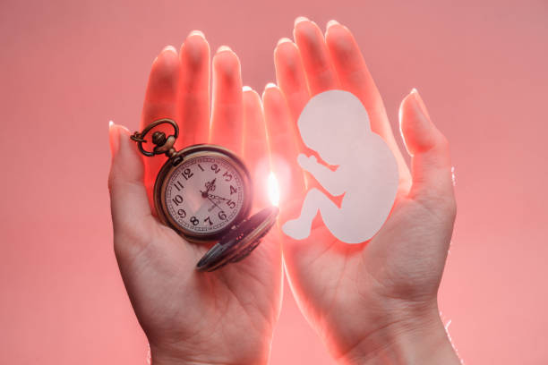 embryo-silhouette aus papier und uhr in frauenhänden mit licht. rosa hintergrund. weichzeichnung - eizelle stock-fotos und bilder