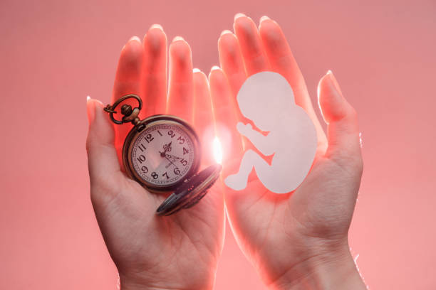 silhouette embrionale da carta e orologio in mani femminili con luce. sfondo rosa. messa a fuoco morbida - ovulo foto e immagini stock