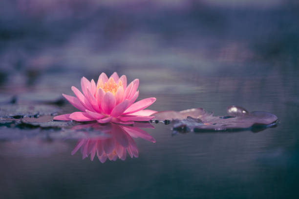 istock Lotus Flower or Water Lily 1169199447