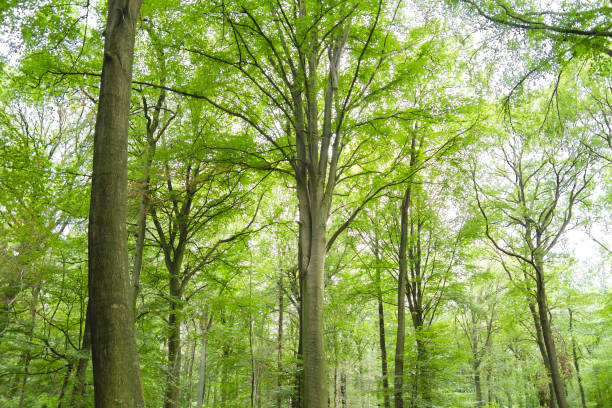 istock Green woodland 1169199720