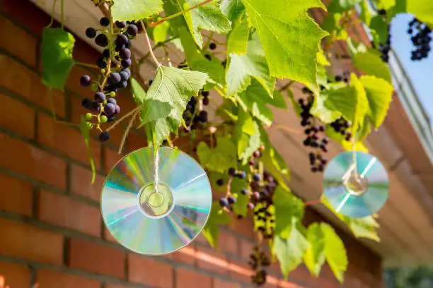 Homemade reflective bird repellent made of an old music computer laser discs outdoors on grape plant. Birds are scared and don`t eat the berries concept.