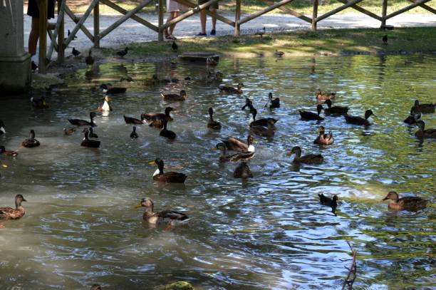 istock ducks in a lake in a park 1169200719