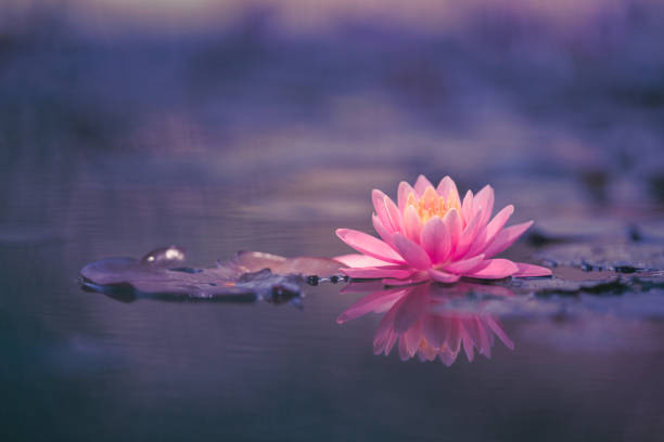 istock Lotus Flower or Water Lily 1169201863