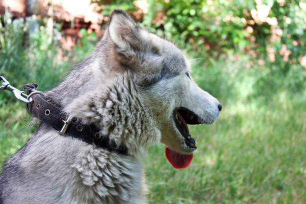 Dog with tongue sticking out. Dog