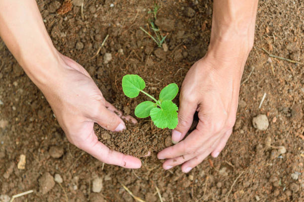 istock The man Plant The Sapling to soil 1169202176