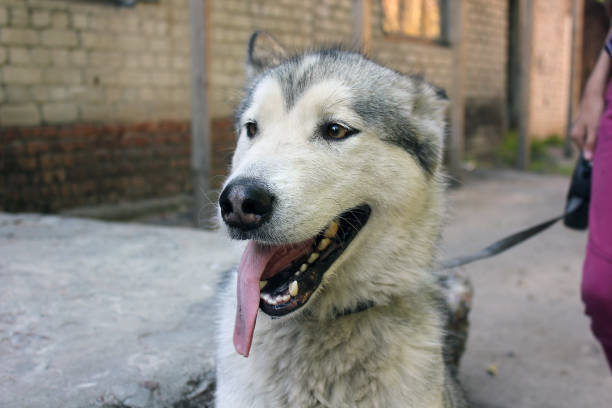 istock Dog with tongue sticking out. Dog 1169202202