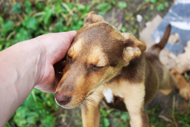 istock Brown dog close up. Lovely dog 1169202840