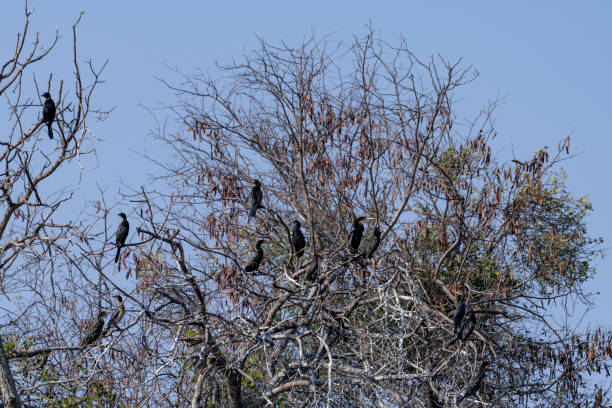 istock Cormorant in Botswana in Africa 1169203458