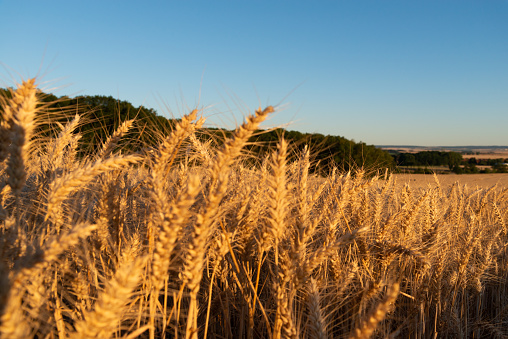 Grain field against blue sky – Wheat, Barley