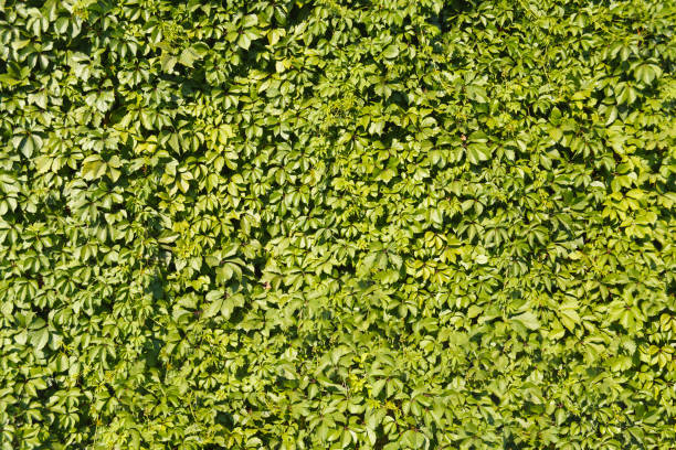 istock The wall is covered with green ivy foliage. 1169203514