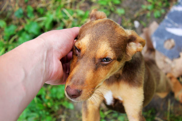 istock Brown dog close up. Lovely dog 1169203626