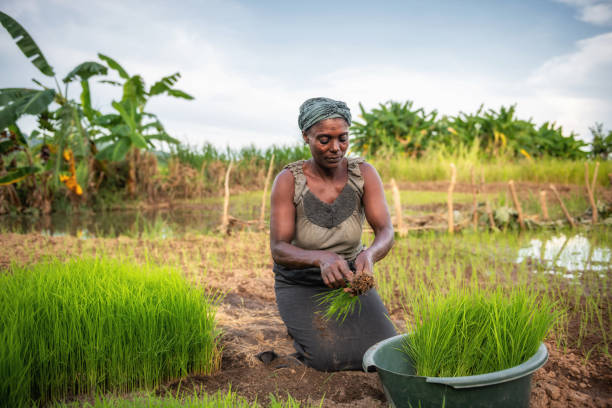 istock african woman planting rice 1169204620
