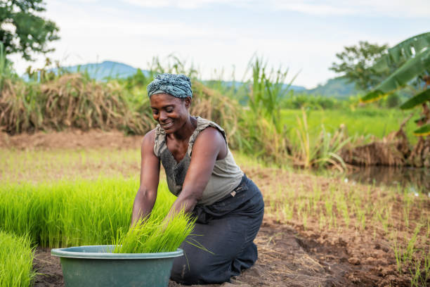 istock african woman planting rice 1169204678
