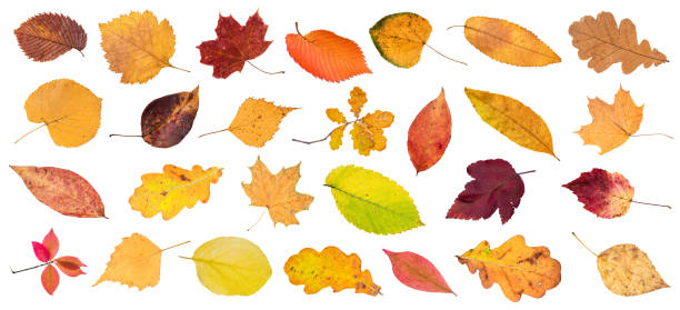 istock set of various colorful fallen leaves cut out 1169204700