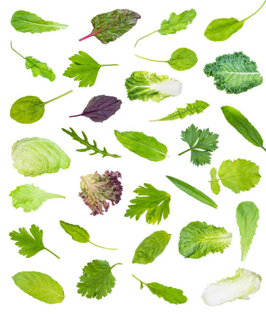 set di varie foglie singole di verdi giardino - celery leaf celeriac isolated foto e immagini stock